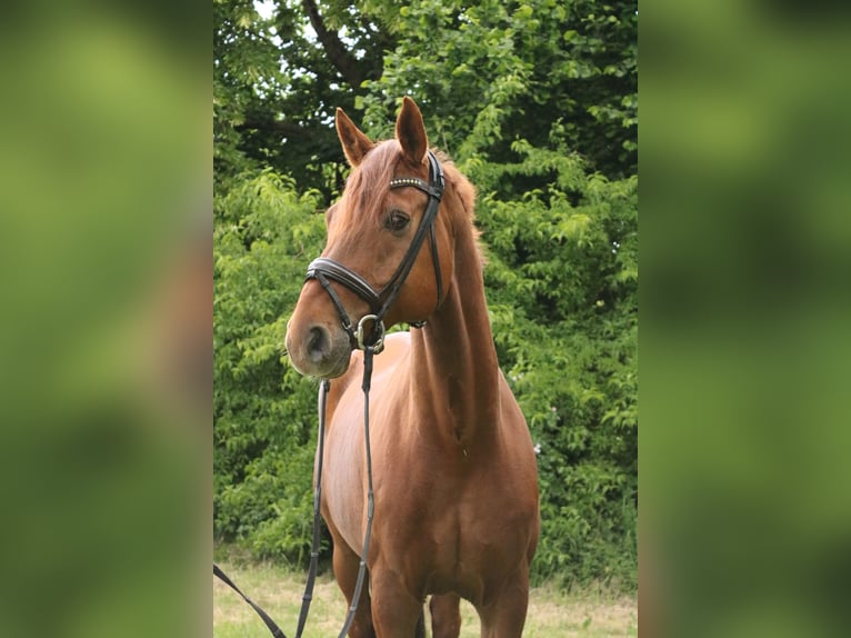 Koń hanowerski Wałach 11 lat 170 cm Kasztanowata in Springe