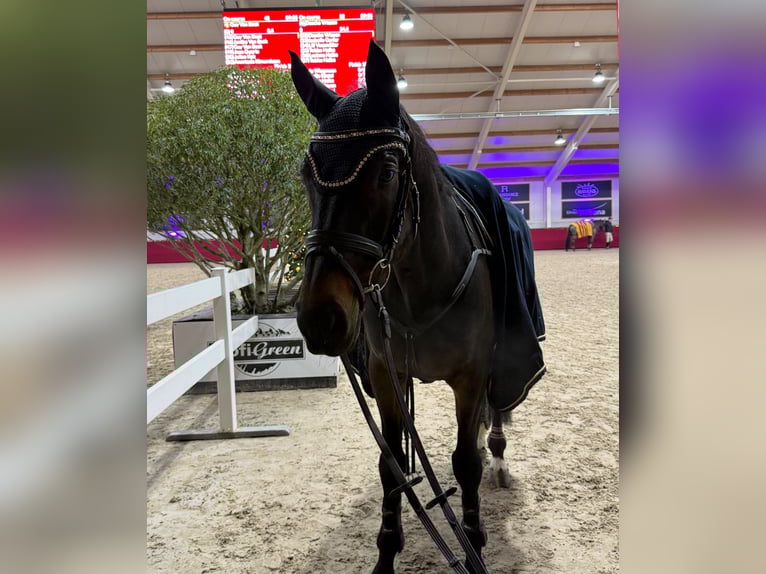 Koń hanowerski Wałach 11 lat 170 cm Skarogniada in Tönisvorst