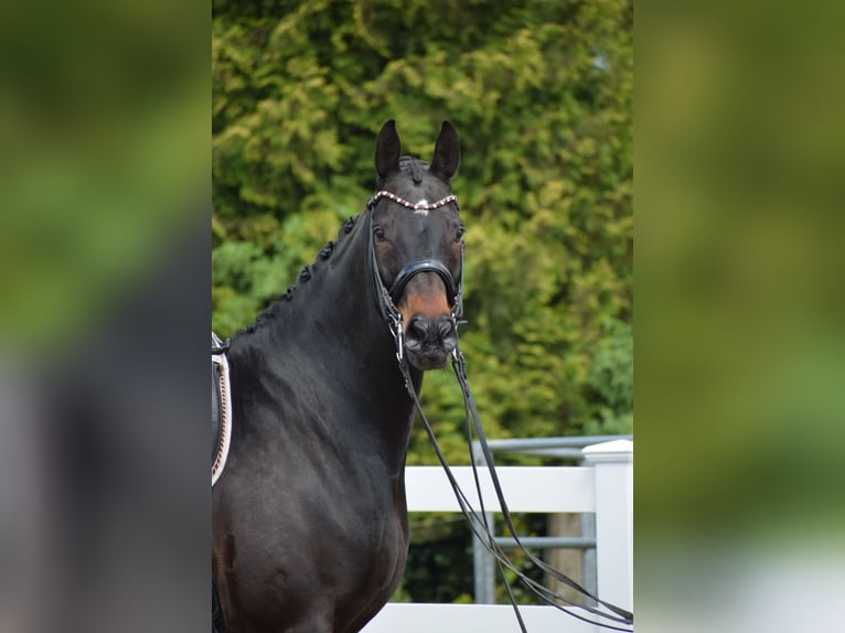 Koń hanowerski Wałach 11 lat 173 cm Ciemnogniada in D&#xE4;tgen