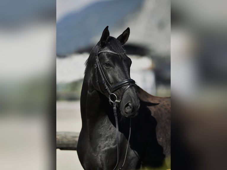 Koń hanowerski Wałach 11 lat 175 cm Kara in Innsbruck