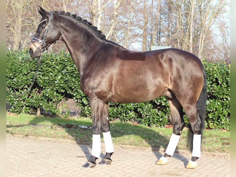 Koń hanowerski Wałach 11 lat 175 cm Kara in Selsingen