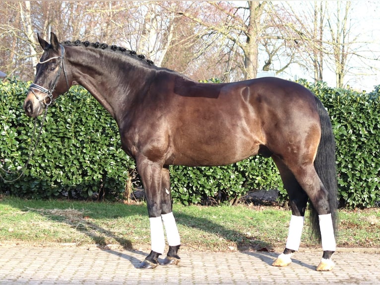 Koń hanowerski Wałach 11 lat 175 cm Kara in Selsingen