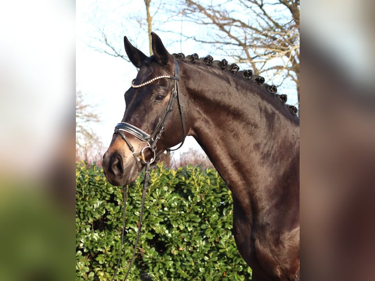Koń hanowerski Wałach 11 lat 175 cm Kara in Selsingen