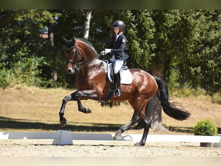 Koń hanowerski Wałach 11 lat 176 cm Ciemnogniada in Nordhorn
