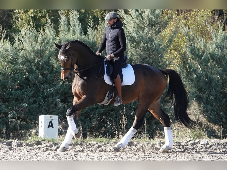 Koń hanowerski Wałach 11 lat 180 cm Bułana in Noain (Navarra)