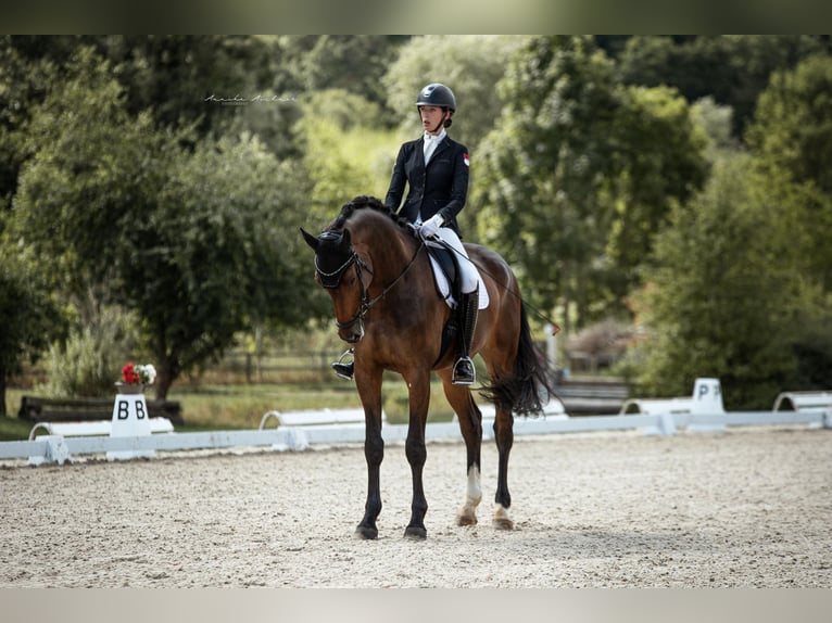Koń hanowerski Wałach 11 lat 180 cm Gniada in Remlingen