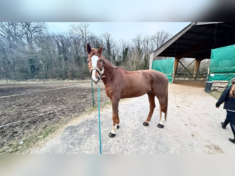 Koń hanowerski Wałach 11 lat 180 cm Kasztanowata in Yutz