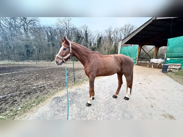 Koń hanowerski Wałach 11 lat 180 cm Kasztanowata in Yutz