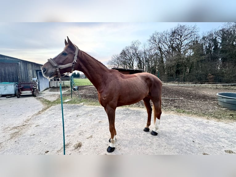 Koń hanowerski Wałach 11 lat 180 cm Kasztanowata in Yutz