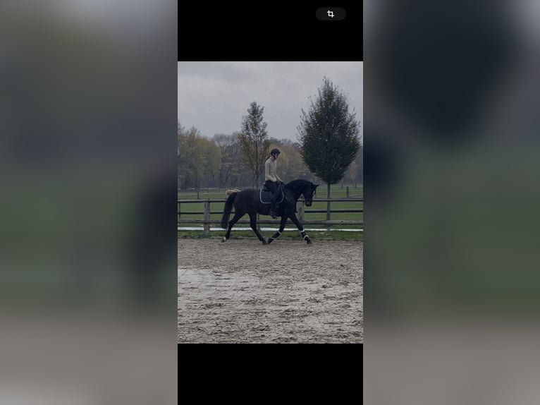 Koń hanowerski Wałach 12 lat 163 cm Skarogniada in Everswinkel