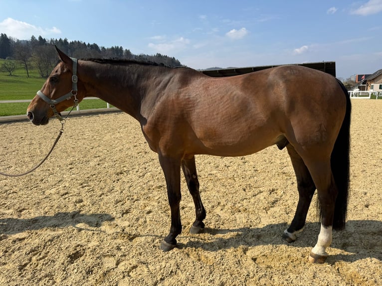 Koń hanowerski Wałach 12 lat 164 cm Gniada in Dielsdorf