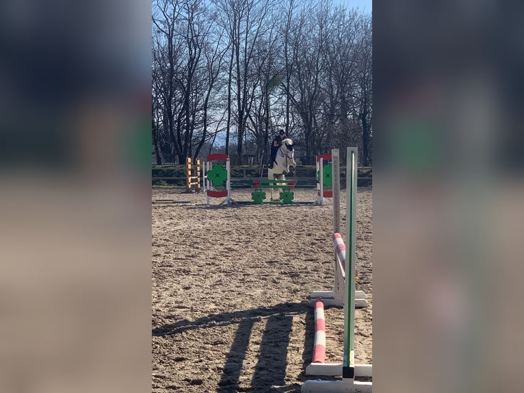 Koń hanowerski Wałach 12 lat 164 cm Siwa in Sarstedt
