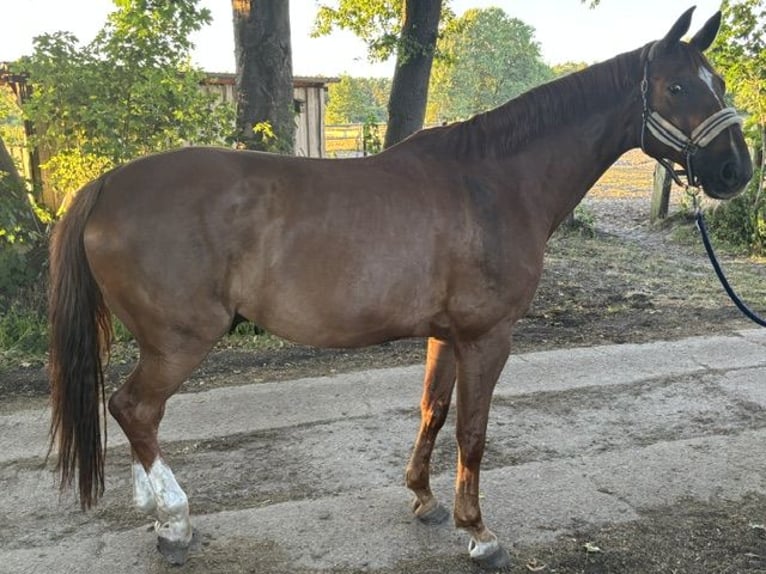 Koń hanowerski Wałach 12 lat 167 cm Kasztanowata in Holm