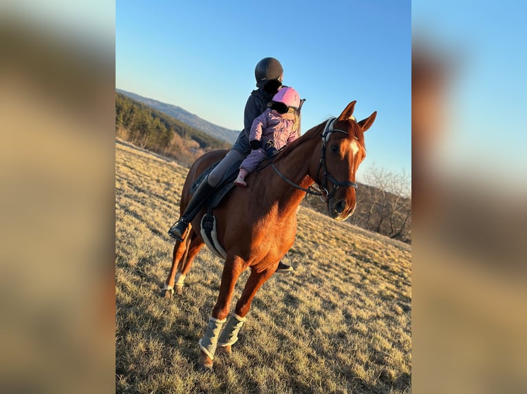 Koń hanowerski Wałach 12 lat 167 cm Kasztanowata in Bischofsgr&#xFC;n