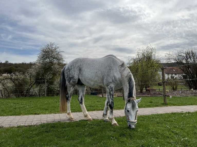 Koń hanowerski Wałach 12 lat 168 cm Siwa jabłkowita in Herbstein