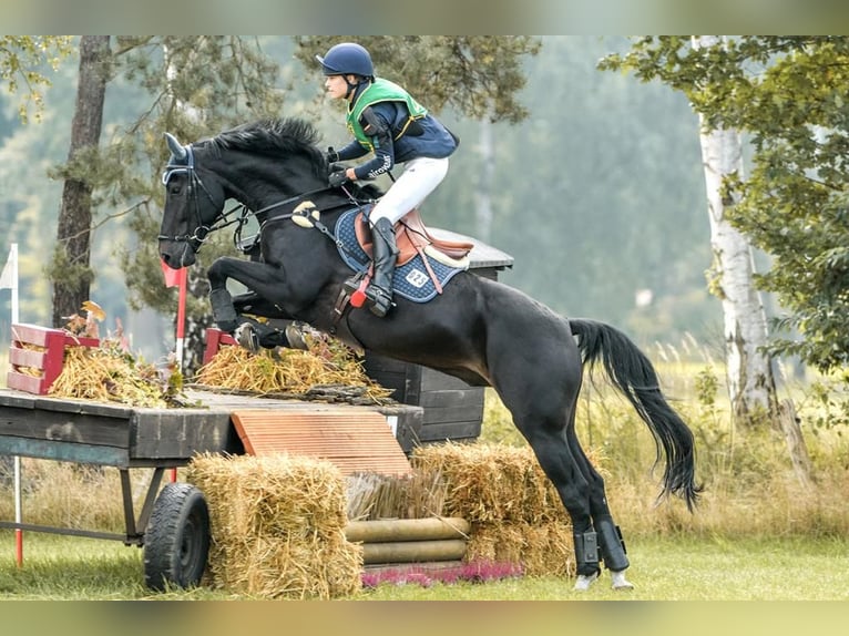 Koń hanowerski Wałach 12 lat 169 cm Skarogniada in Garlstorf