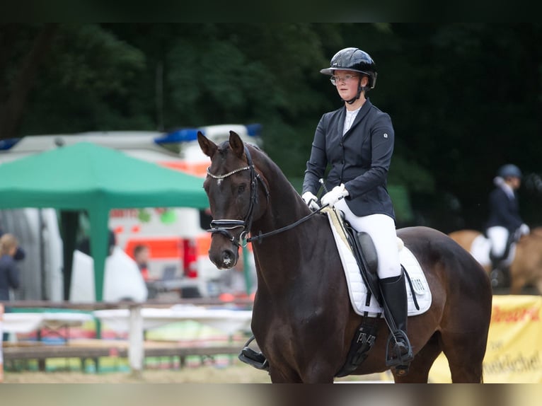 Koń hanowerski Wałach 12 lat 171 cm Ciemnogniada in Wangerland