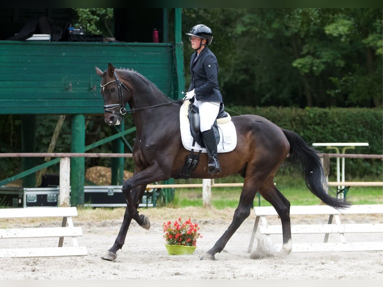 Koń hanowerski Wałach 12 lat 171 cm Ciemnogniada in Wangerland