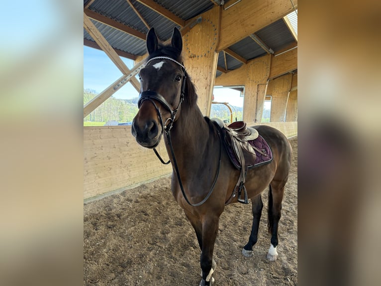 Koń hanowerski Wałach 12 lat 174 cm Ciemnogniada in Oberwil