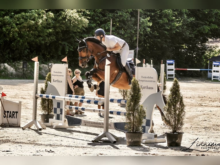 Koń hanowerski Wałach 12 lat 175 cm Gniada in Bochum