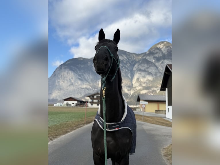 Koń hanowerski Wałach 12 lat 175 cm Kara in Kematen