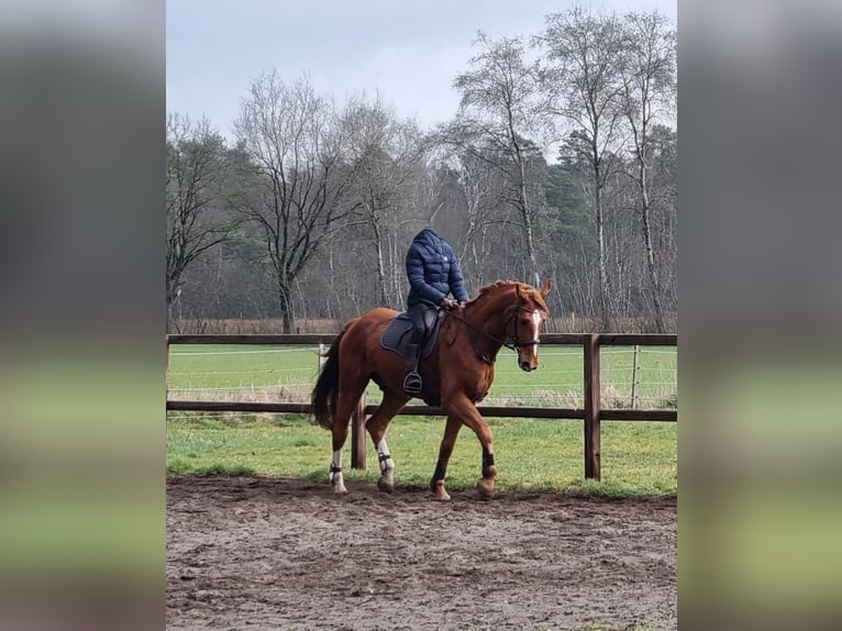 Koń hanowerski Wałach 12 lat 175 cm Kasztanowata in Nienburg (Weser) Holtorf