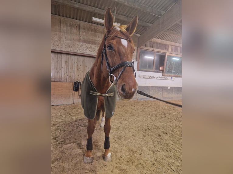 Koń hanowerski Wałach 12 lat 175 cm  in Rabenau