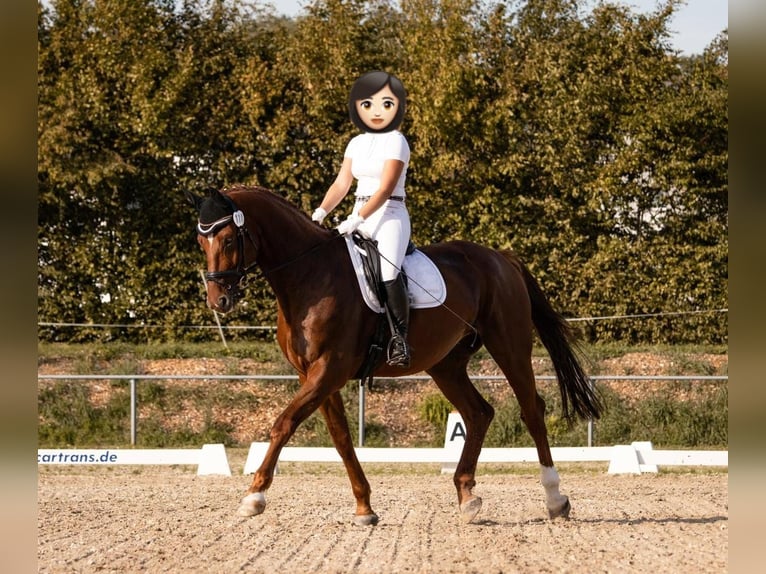 Koń hanowerski Wałach 12 lat 175 cm  in Rabenau