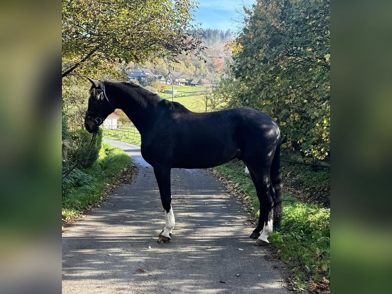 Koń hanowerski Wałach 12 lat 175 cm Skarogniada in Horn-Bad Meinberg