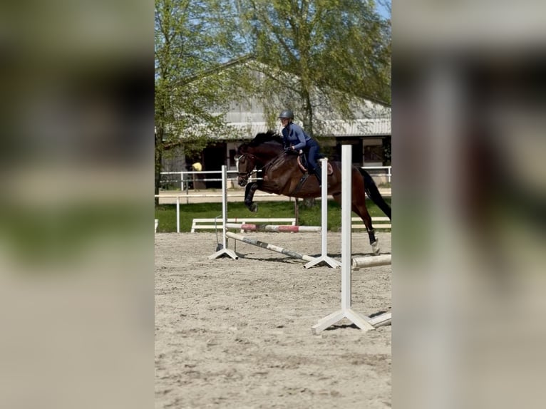 Koń hanowerski Wałach 12 lat 175 cm Skarogniada in Lehrte