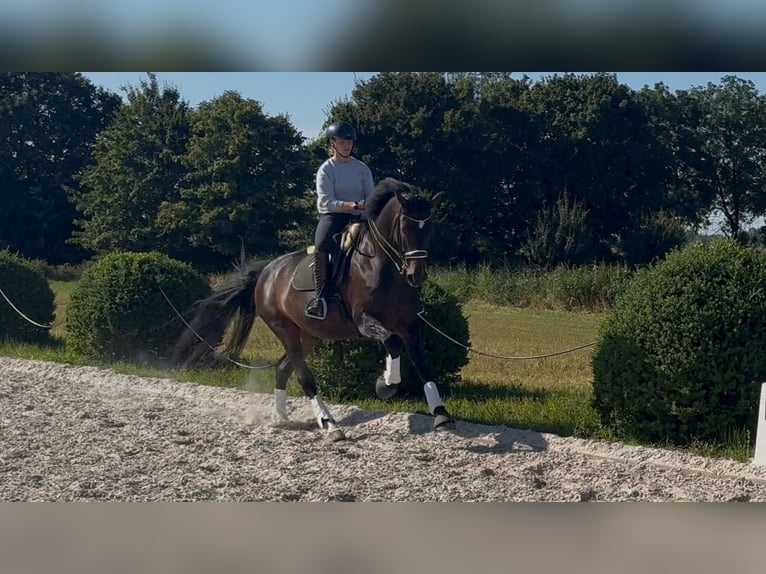 Koń hanowerski Wałach 12 lat 179 cm Ciemnogniada in Leer (Ostfriesland)