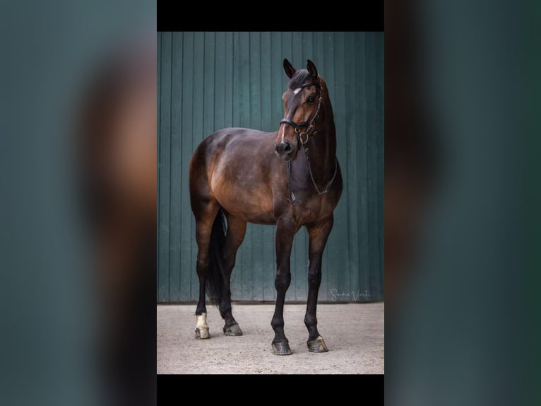 Koń hanowerski Wałach 12 lat 179 cm Ciemnogniada in Leer (Ostfriesland)