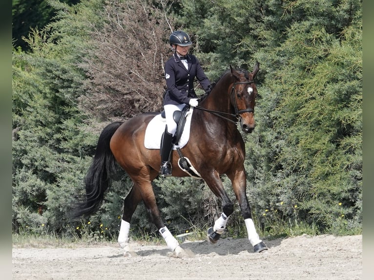 Koń hanowerski Wałach 12 lat 180 cm Bułana in Noain (Navarra)