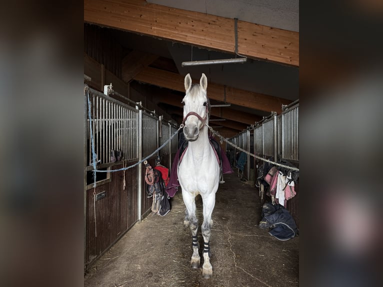 Koń hanowerski Wałach 13 lat 158 cm Biała in St. Valentin
