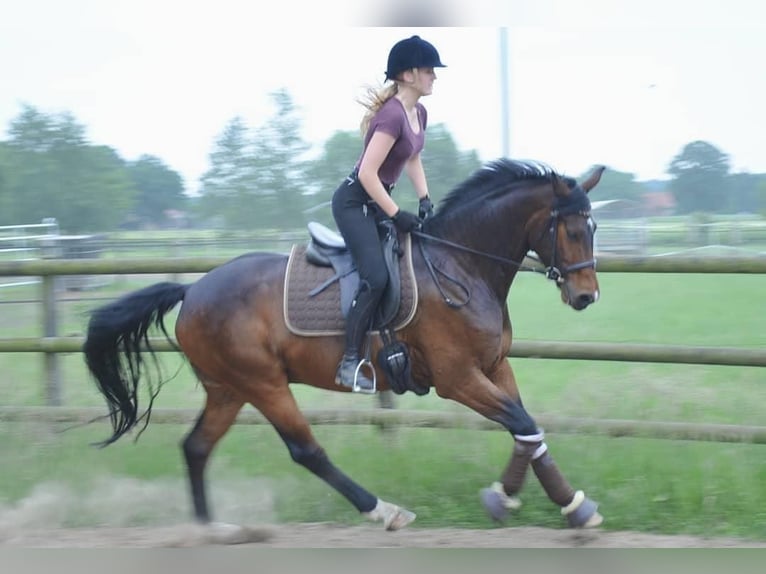 Koń hanowerski Wałach 13 lat 165 cm Gniada in Oyten
