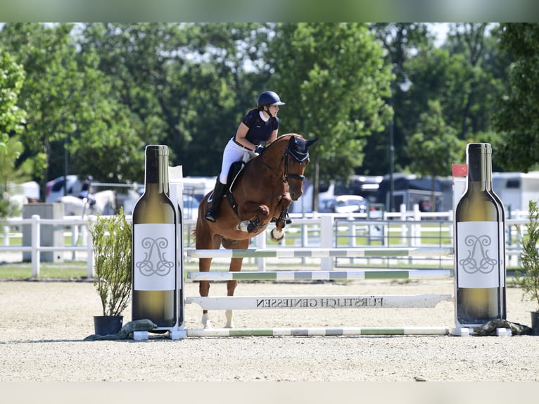 Koń hanowerski Wałach 13 lat 165 cm Kasztanowata in Oberwaltersdorf