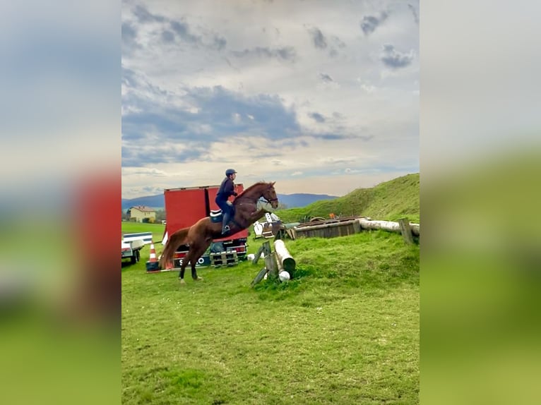 Koń hanowerski Wałach 13 lat 165 cm Kasztanowata in Oberwaltersdorf