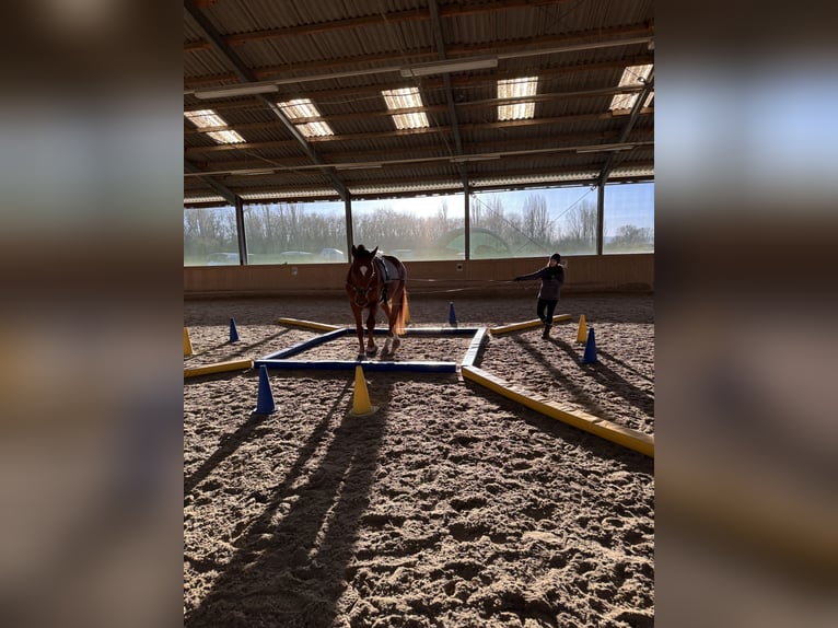 Koń hanowerski Wałach 13 lat 165 cm Kasztanowata in Ebreichsdorf