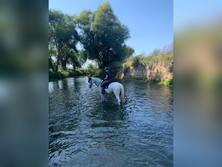 Koń hanowerski Wałach 13 lat 165 cm Siwa in Sarstedt