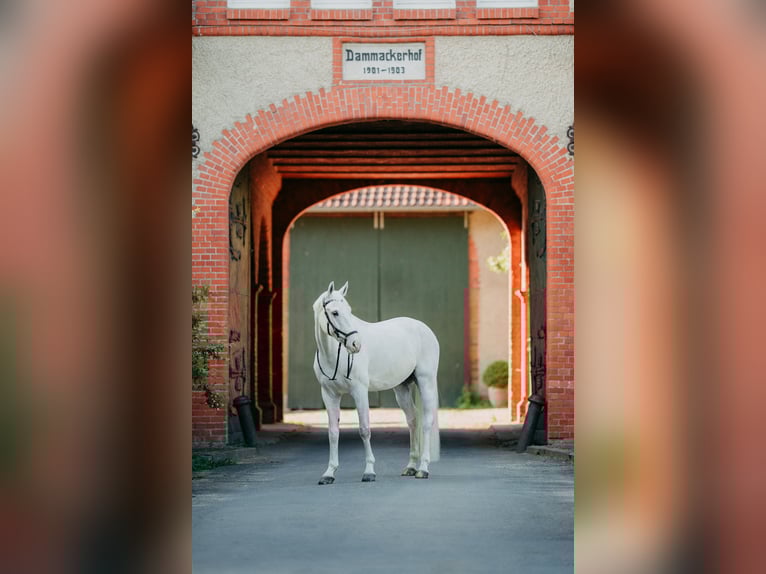 Koń hanowerski Wałach 13 lat 165 cm Siwa in Sarstedt