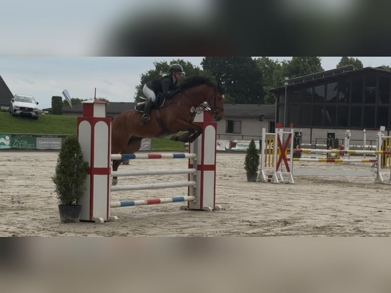 Koń hanowerski Wałach 13 lat 167 cm Gniada in Kamen