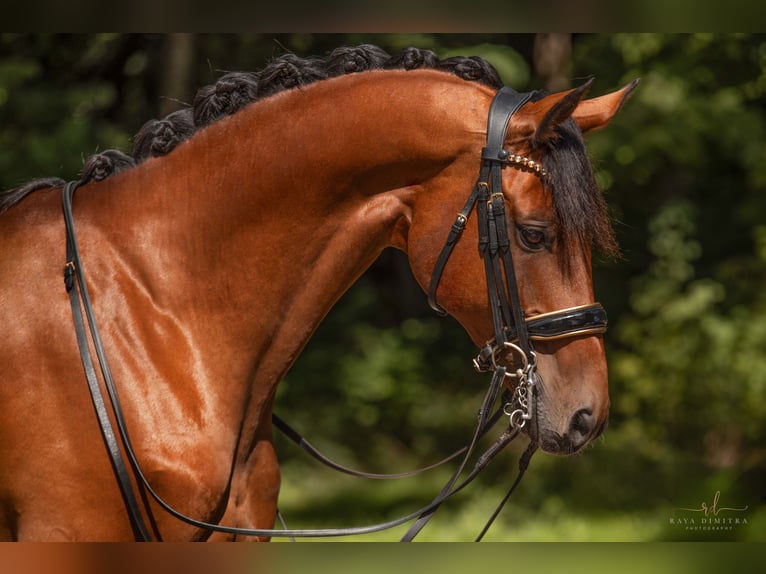 Koń hanowerski Wałach 13 lat 167 cm Gniada in Wehringen