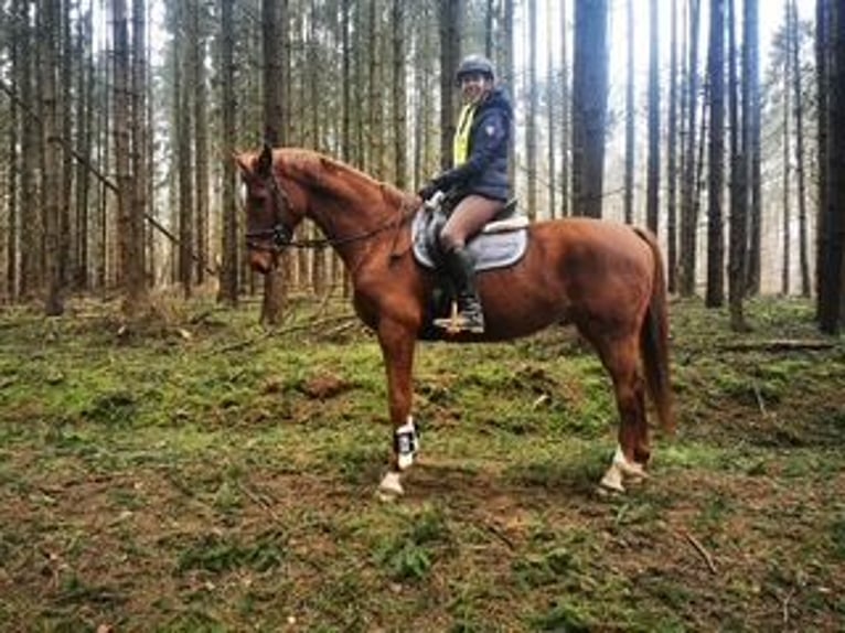 Koń hanowerski Wałach 13 lat 167 cm Kasztanowata in Lohmen