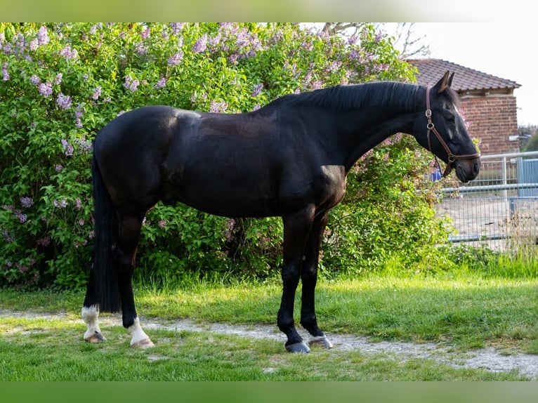 Koń hanowerski Wałach 13 lat 167 cm Skarogniada in Groß-Gerau