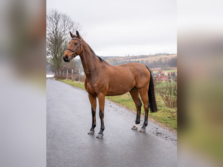 Koń hanowerski Wałach 13 lat 168 cm Gniada in Bärenstein