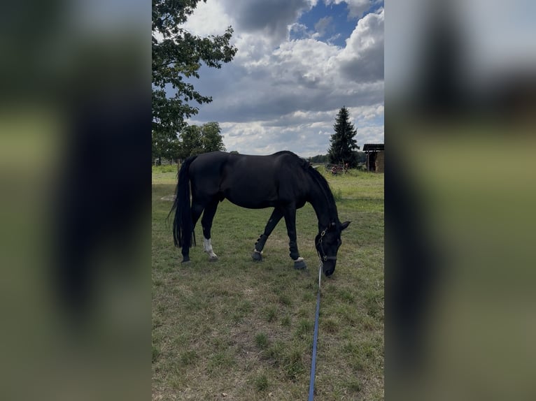 Koń hanowerski Wałach 13 lat 168 cm Kara in Burgwedel