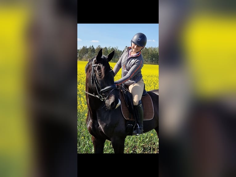 Koń hanowerski Wałach 13 lat 168 cm Kara in Hemmoor