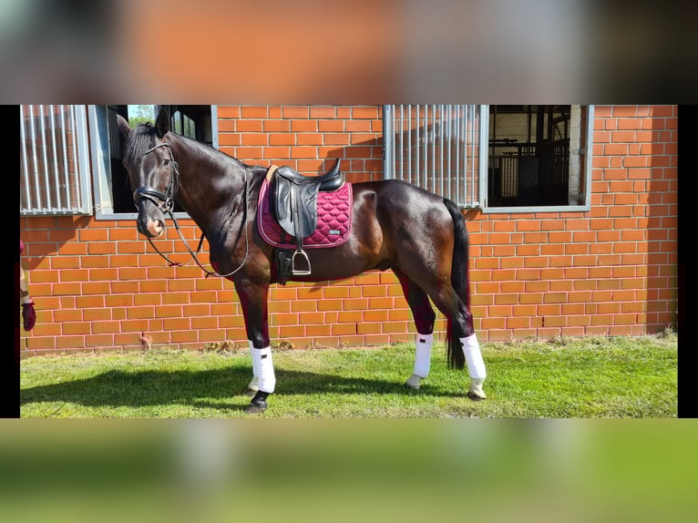 Koń hanowerski Wałach 13 lat 168 cm Kara in Hemmoor