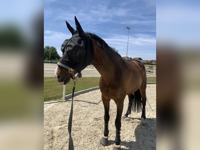 Koń hanowerski Wałach 13 lat 170 cm Gniada in Rühen