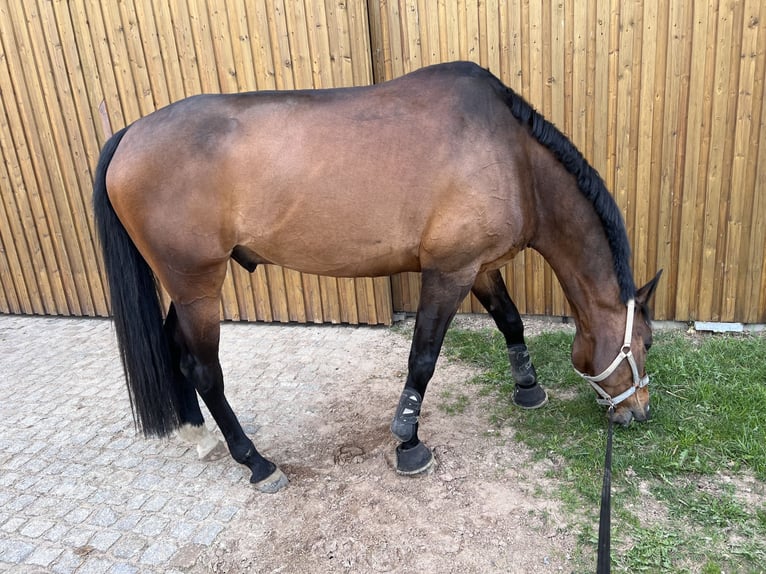 Koń hanowerski Wałach 13 lat 170 cm Gniada in Rühen
